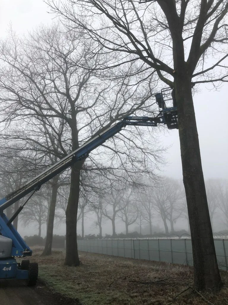 Bomen snoeien — Jansen Groen